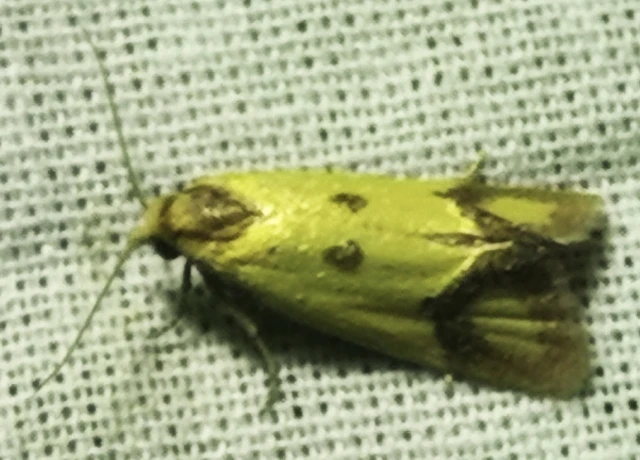 Agapeta zoegana - barnacsíkos sárgamoly