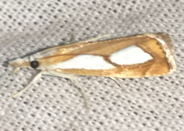 Catoptria pinella - ezüstös fűgyökérmoly