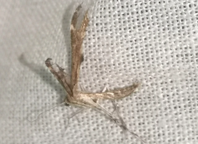 Pterophoridae - tollasmolyfélék