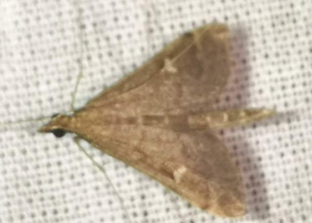 Dolicharthria punctalis - hosszúlábú tűzmoly