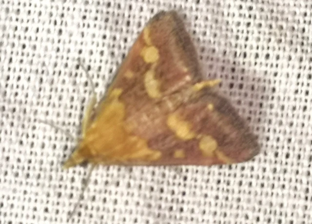 Pyrausta