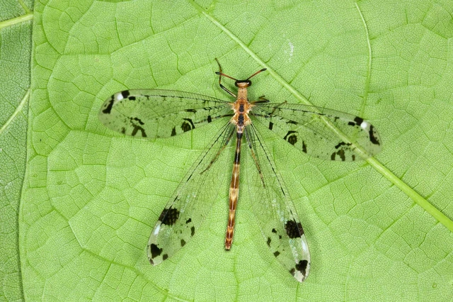 Dendroleon pantherinus - párducfoltos hangyaleső