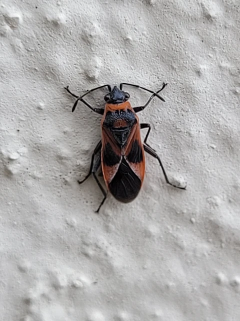 Arocatus roeselii
