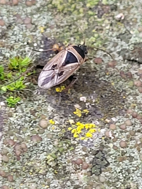 Xanthochilus quadratus - szegélyes díszesbodobács