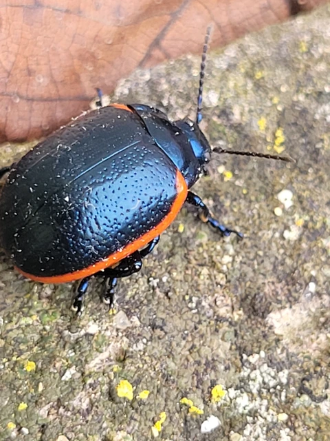 Chrysolina rossia - trapézhátú szegélyeslevelész