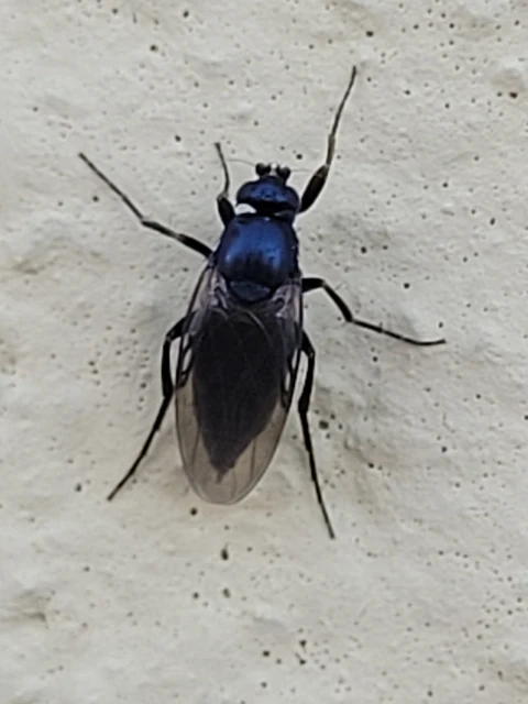 Diptera - Kétszárnyúak
