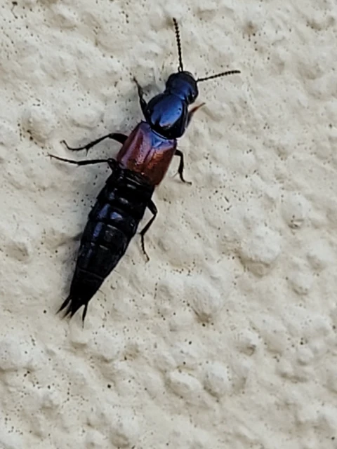 Quedius balticus - mocsári mohaholyva