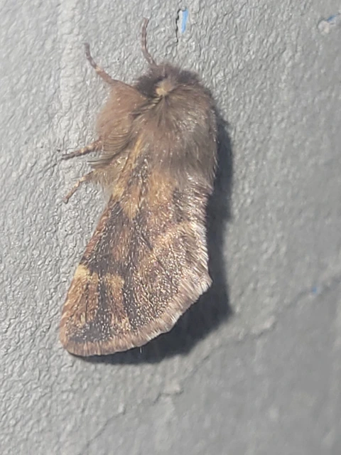Ptilophora plumigera - tollas púposszövő