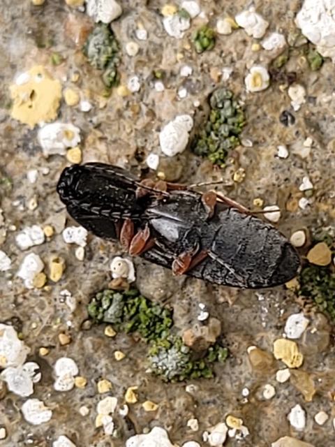 Elateridae - pattanóbogárfélék
