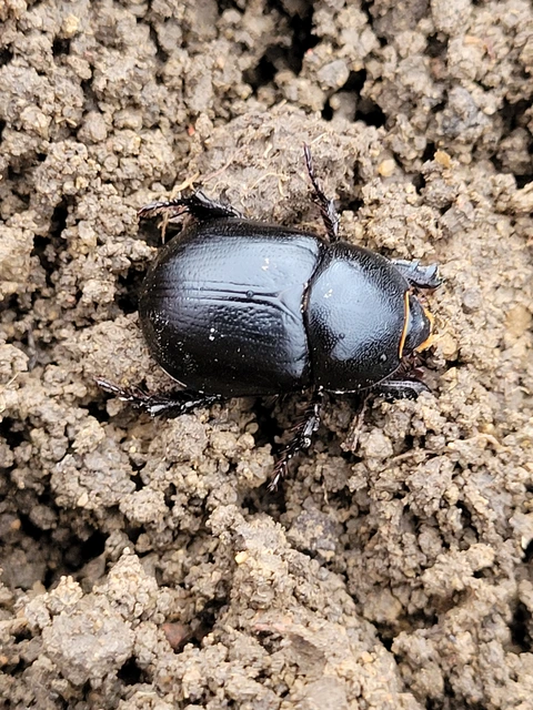 Pentodon idiota - butabogár