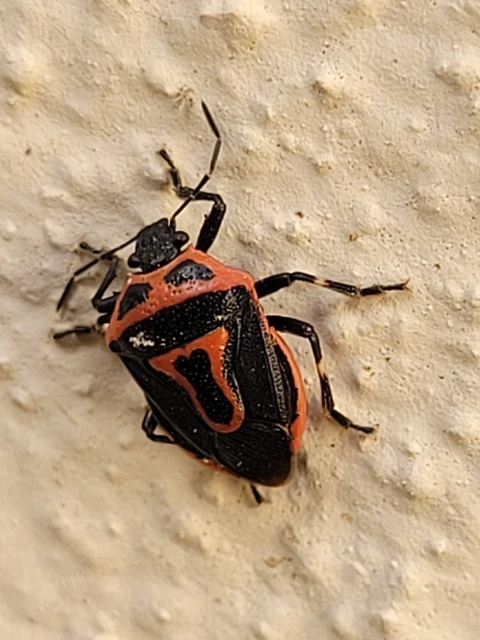 Perillus bioculatus