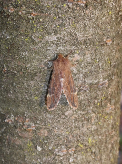 Ptilophora plumigera - tollas púposszövő