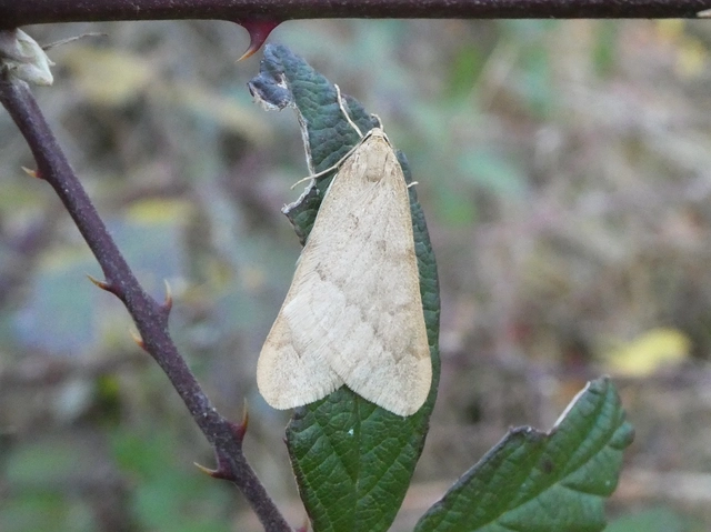 Alsophila aceraria - juhararaszoló