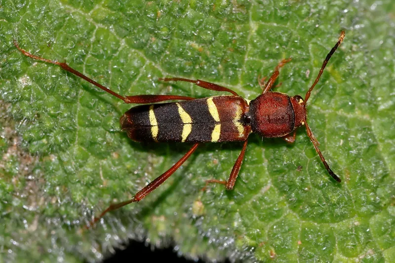 Neoclytus acuminatus - amerikai darázscincér