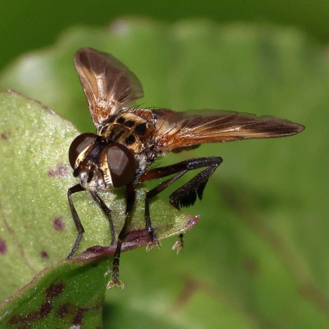 Trichopoda pictipennis - tollaslábú poloskalégy