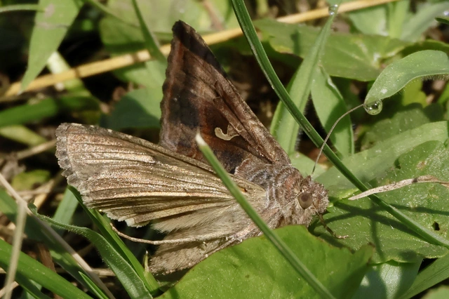 Autographa gamma - gammalepke