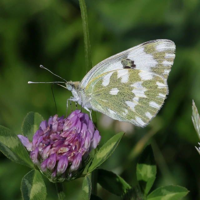Pontia edusa - rezedalepke