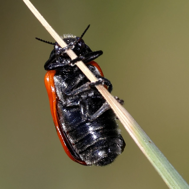 Clytra laeviuscula - fűzfa-zsákhordóbogár