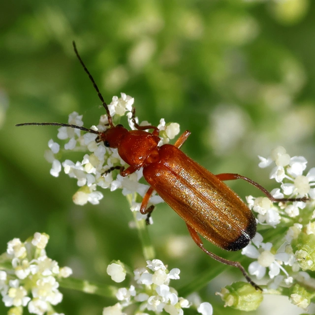 Rhagonycha fulva - feketevégű lágybogár