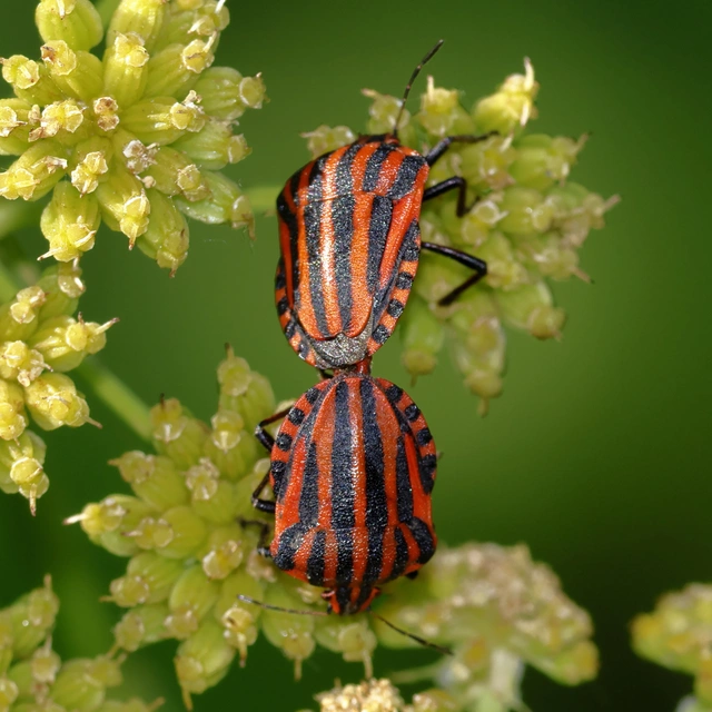 Graphosoma italicum - csíkos pajzsospoloska