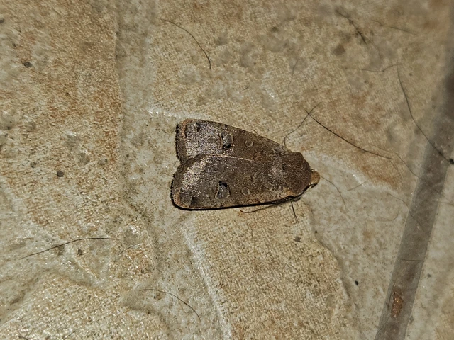 Conistra erythrocephala - vörösfejű őszibagoly