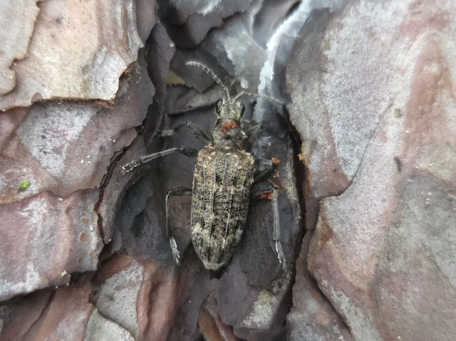 Rhagium inquisitor - fenyves-tövisescincér