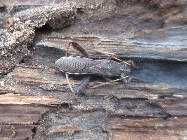 Camptopus lateralis - görbelábú karimáspoloska