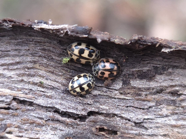 Oenopia conglobata - rózsás katica