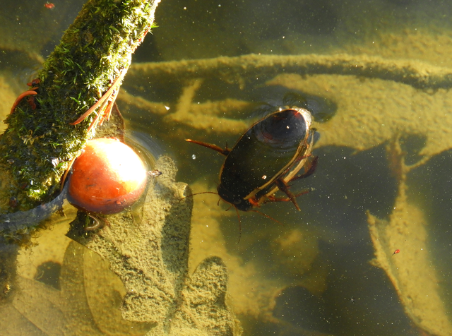 Dytiscus dimidiatus - tompacsípős csíkbogár