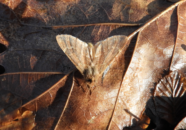 Ptilophora plumigera - tollas púposszövő