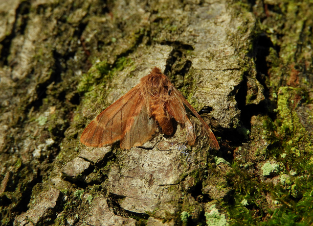 Ptilophora plumigera - tollas púposszövő