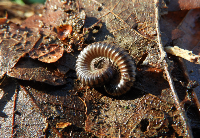 Chilopoda - Százlábúak