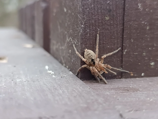 Zoropsis spinimana - tüskéskezű álfarkaspók