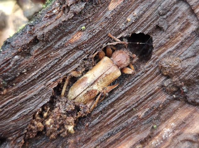 Trichoferus pallidus - sápadt éjicincér