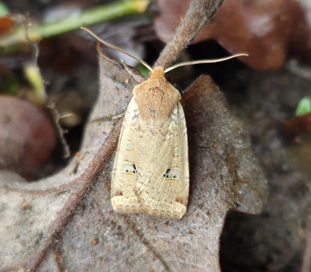 Conistra erythrocephala - vörösfejű őszibagoly
