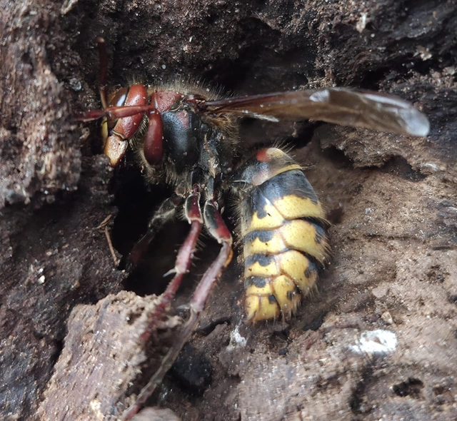 Vespa crabro - lódarázs