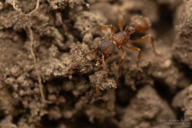 Myrmica sabuleti - gyakori bütyköshangya