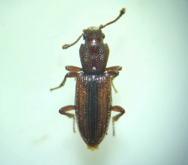 Bothrideres bipunctatus - szívnyakú humuszbogár