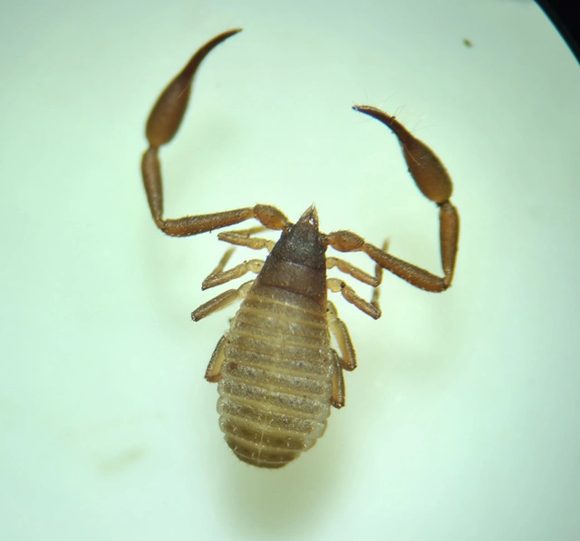 Pseudoscorpionida - Álskorpiók