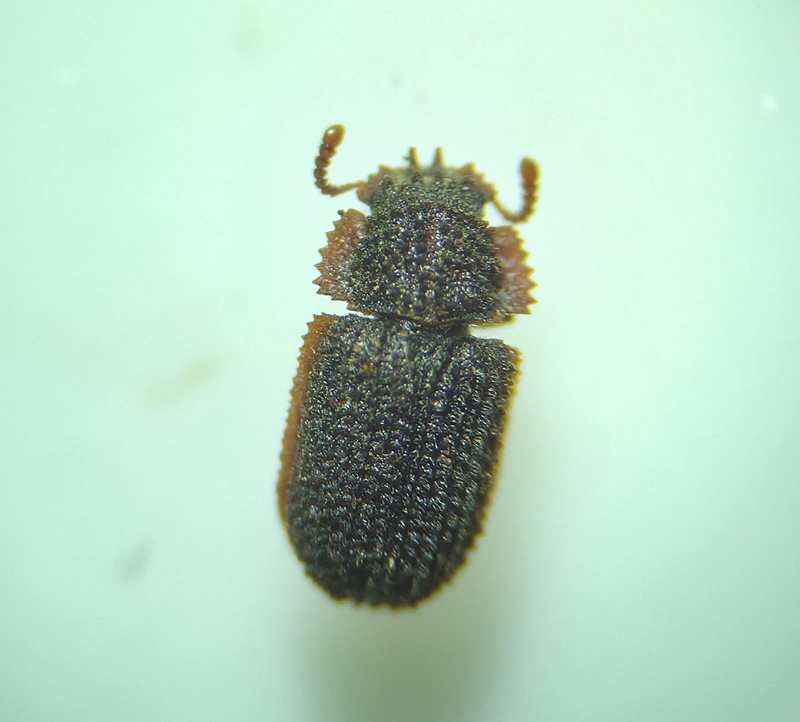 Eledonoprius armatus - érdes taplóbogár