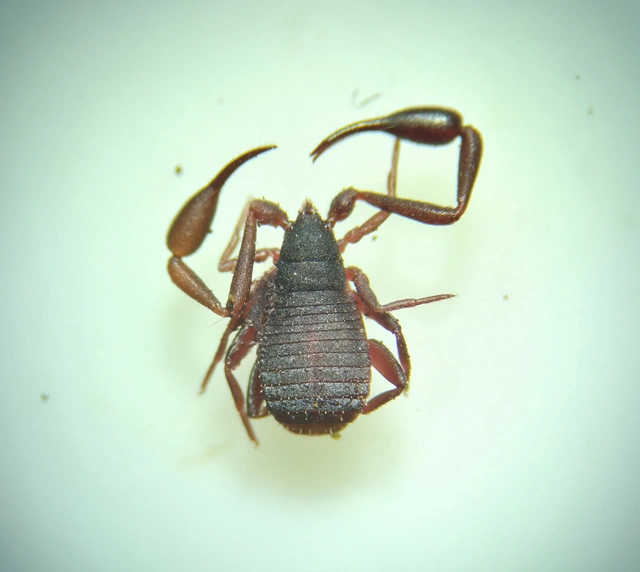 Pseudoscorpionida - Álskorpiók