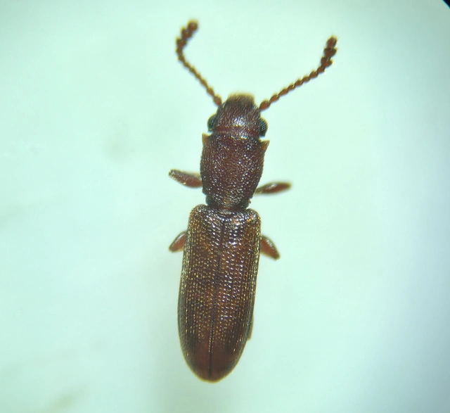 Silvanus unidentatus - rozsdás fogasnyakú-lapbogár