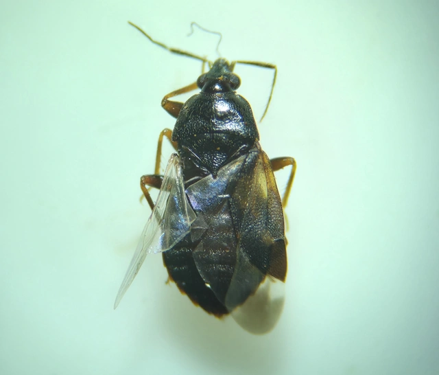 Anthocoridae - virágpoloskák Anthocoridae - virágpoloskák