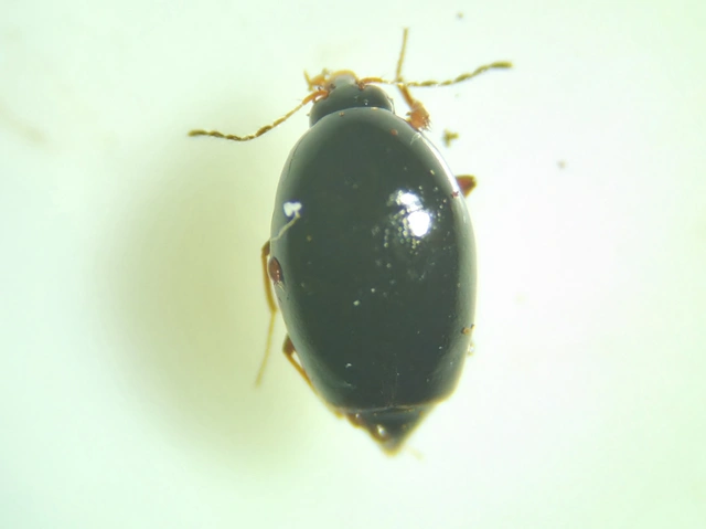 Scaphisoma