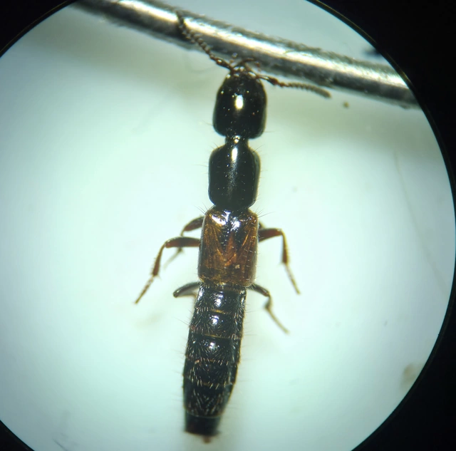 Megalinus glabratus Megalinus glabratus