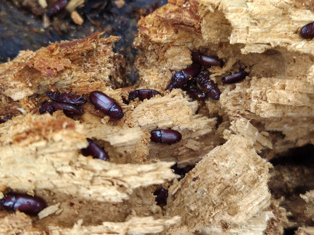 Uloma culinaris - nagy rágványbogár