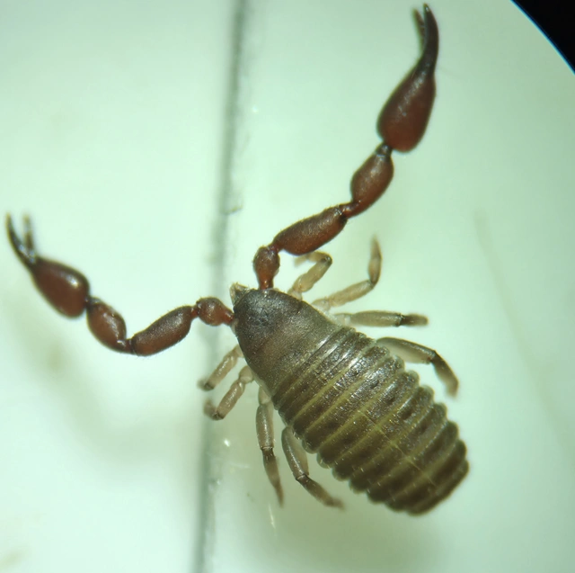 Pseudoscorpionida - Álskorpiók
