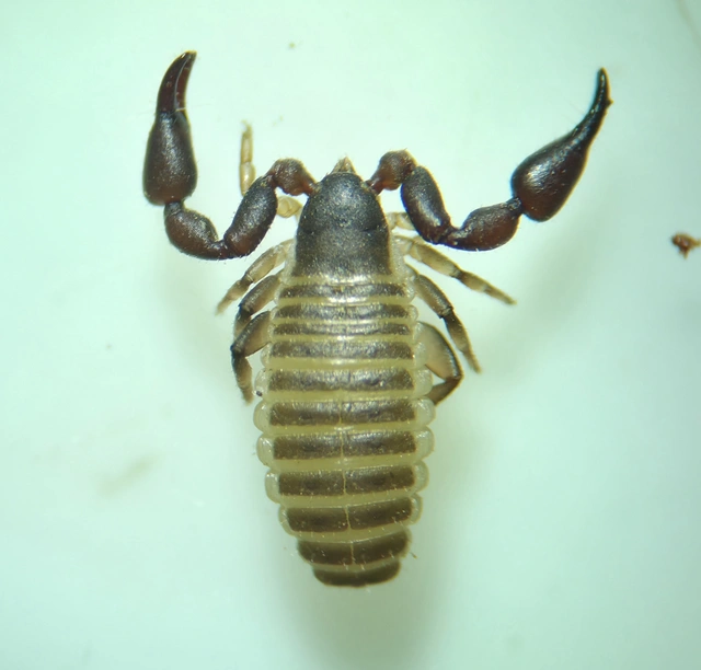 Pseudoscorpionida - Álskorpiók