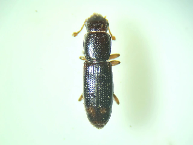 Rhizophagus bipustulatus - kétpettyes törekbogár Rhizophagus bipustulatus - kétpettyes törekbogár