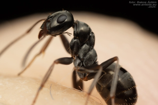 Formica fusca - kormos rabszolgahangya
